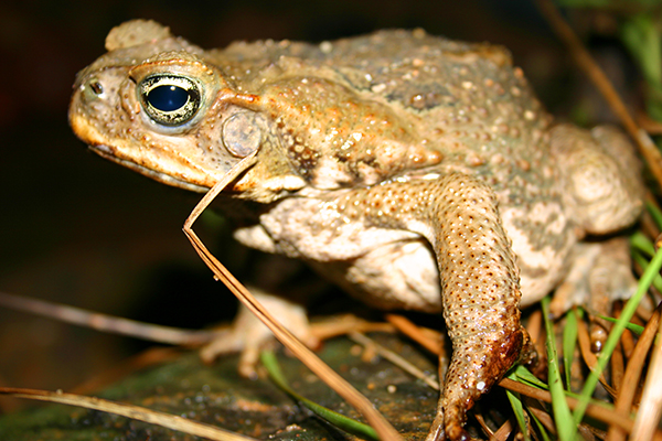 Cane Toad