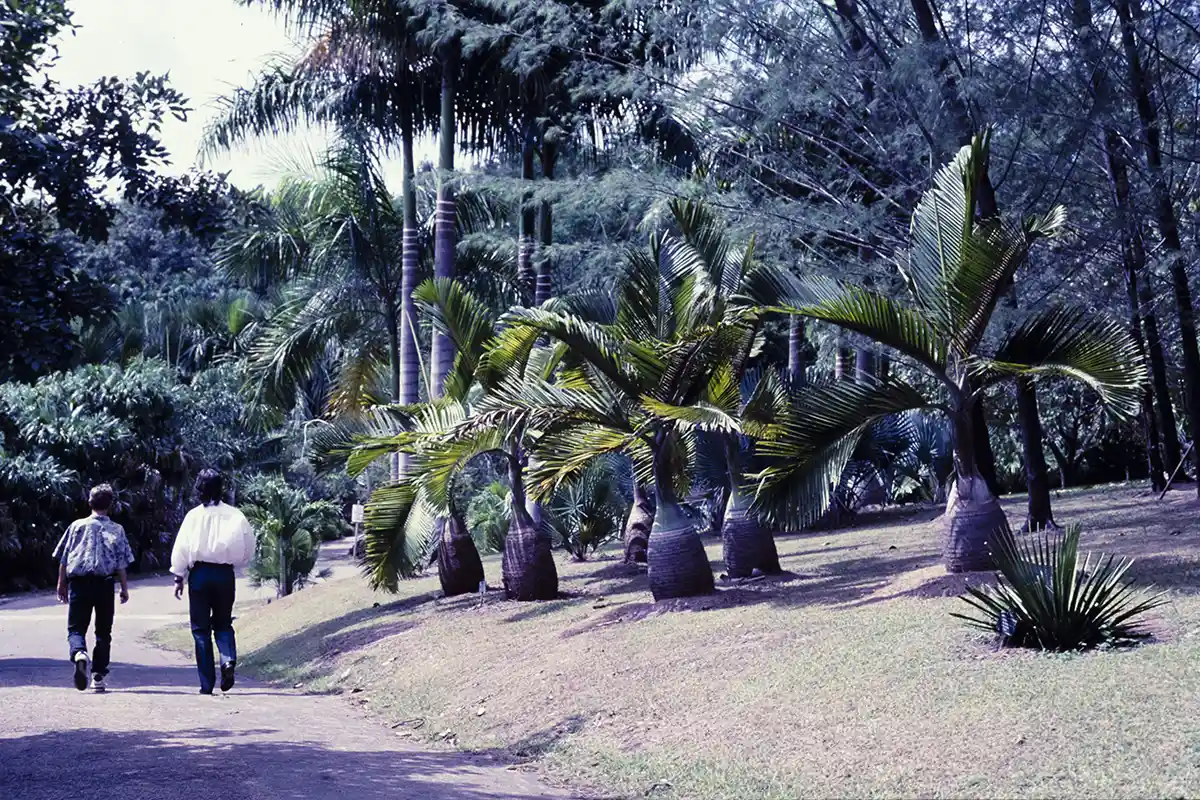 Botanic Gardens Darwin