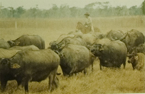 NT buffalo policy NT buffalo policy